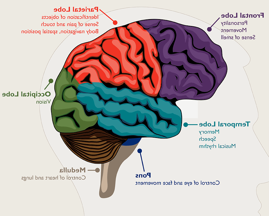 Diagram of five separate sections of the brain and their associated symptoms. The frontal lobe affects personality, movement and sense of smell. 顶叶影响物体识别, pain and touch, 身体导航和空间位置. 枕叶与视觉有关. 髓质控制着心脏和肺. The pons is responsible for face and eye movement. The temporal lobe is responsible for memory, speech and musical rhythm.
